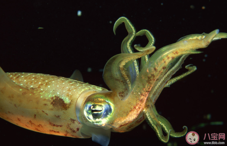 海洋生物中的頭足類動物是靠什么來產生動力的 神奇海洋7月11日答案介紹