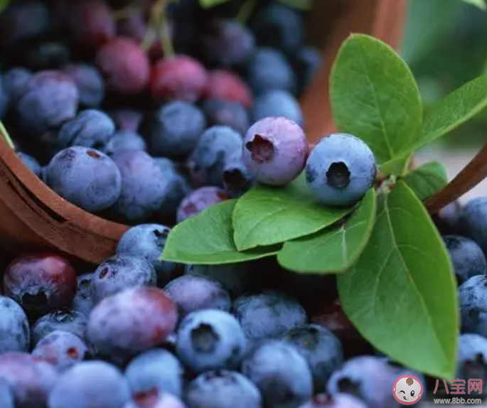 多吃藍(lán)莓有什么好處 藍(lán)莓是什么季節(jié)吃的 多吃藍(lán)莓有什么好處 藍(lán)莓是什么季節(jié)吃的