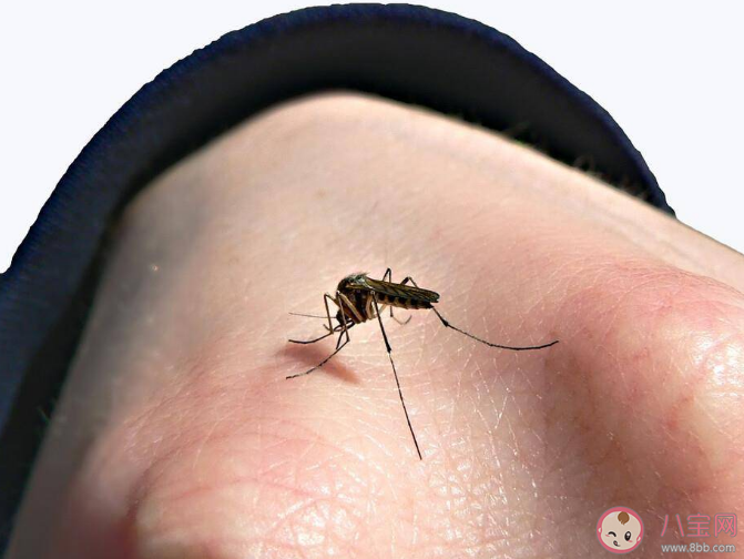 今年夏天北京的蚊子變少了嗎 氣溫太高蚊子會變少嗎 今年夏天北京的蚊子變少了嗎 氣溫太高蚊子會變少嗎