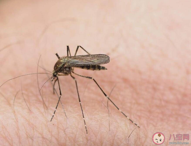 今年夏天北京的蚊子變少了嗎 氣溫太高蚊子會變少嗎 今年夏天北京的蚊子變少了嗎 氣溫太高蚊子會變少嗎