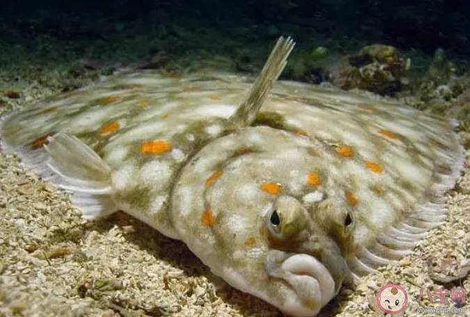 海洋中的魚類靠什么來抵御危險 神奇海洋7月12日答案 海洋中的魚類靠什么來抵御危險 神奇海洋7月12日答案