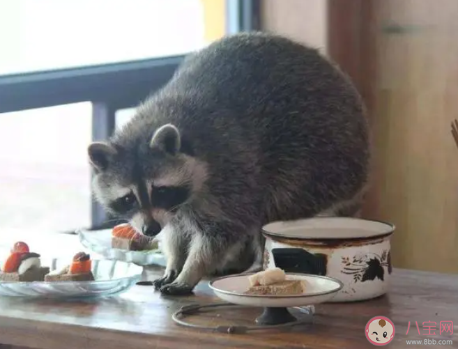 小浣熊因?yàn)槭裁吹妹?螞蟻莊園7月12日答案 小浣熊因?yàn)槭裁吹妹?螞蟻莊園7月12日答案