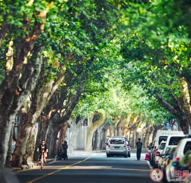 特種兵旅行后年輕人愛上City walk City walk為什么火了 特種兵旅行后年輕人愛上City walk City walk為什么火了