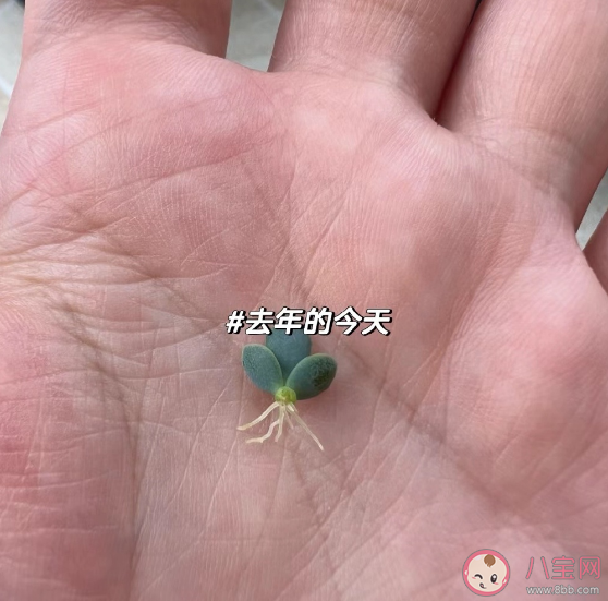 不死鳥是什么 不死鳥的名字由來是什么