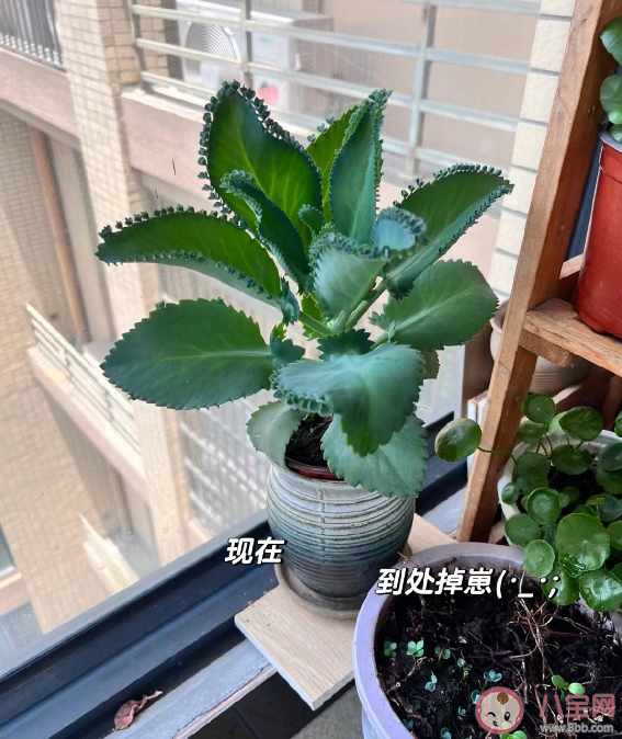 不死鳥是什么 不死鳥的名字由來是什么