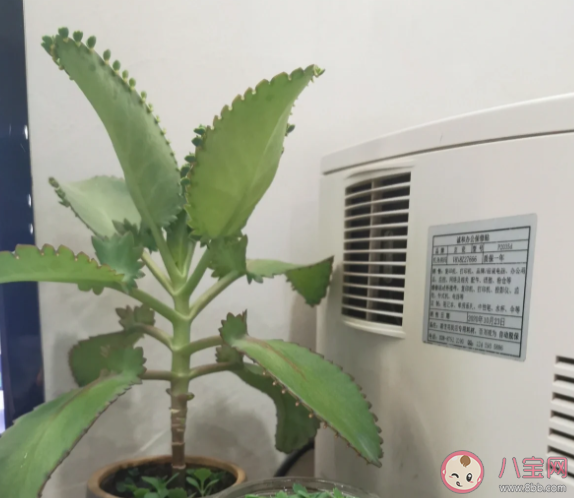 不死鳥是什么 不死鳥的名字由來是什么