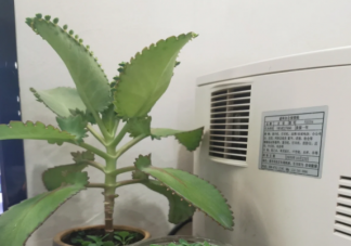 不死鳥是什么 不死鳥的名字由來是什么