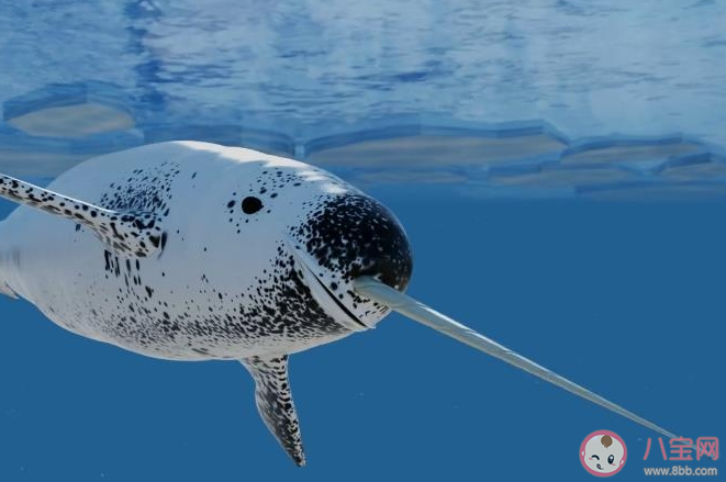?海洋中的獨角獸角鯨生活在海洋的哪個區域 神奇海洋7月15日答案