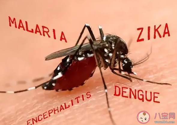 今夏蚊子都熱死了嗎 蚊子也怕熱嗎