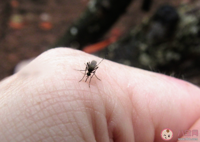 今夏蚊子都熱死了嗎 蚊子也怕熱嗎