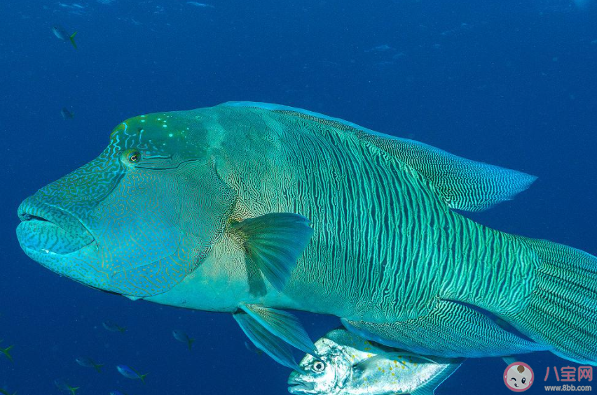 壽命最長的珊瑚魚類是什么魚 神奇海洋7月17日答案介紹