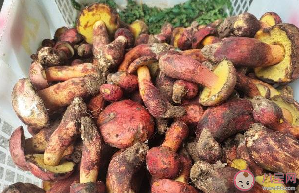 男子吃見手青中毒以為自己是奧特曼 見手青應(yīng)該怎么吃