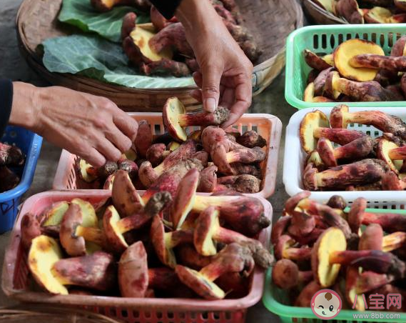 男子吃見手青中毒以為自己是奧特曼 見手青應(yīng)該怎么吃