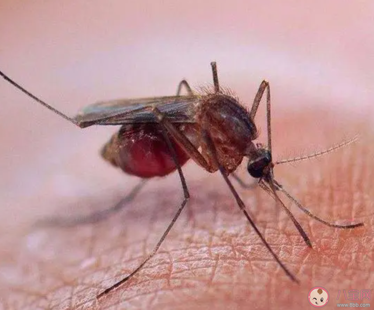 孕婦如何防止蚊子叮咬 蚊子為什么喜歡叮孕婦