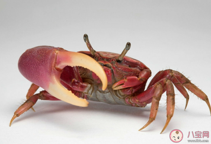 螃蟹斷掉的腿還能重新長出來嗎 神奇海洋7月18日答案 螃蟹斷掉的腿還能重新長出來嗎 神奇海洋7月18日答案