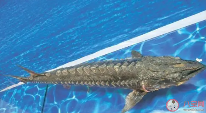 什么魚出生在淡水生長在海水 神奇海洋7月19日答案 什么魚出生在淡水生長在海水 神奇海洋7月19日答案