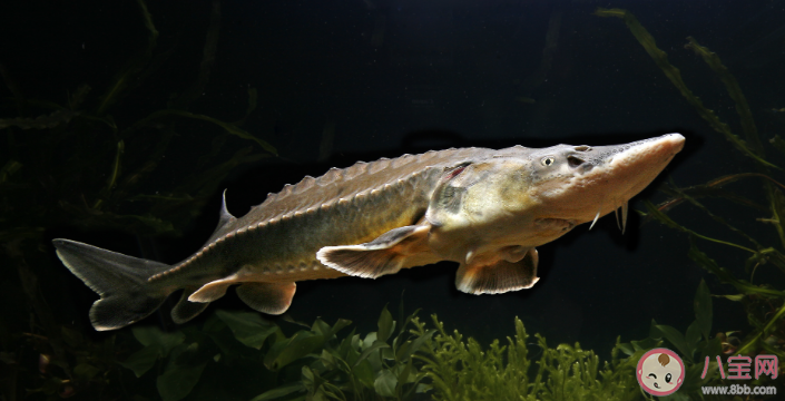 什么魚出生在淡水中生長在海水中 神奇海洋7月19日答案 什么魚出生在淡水中生長在海水中 神奇海洋7月19日答案