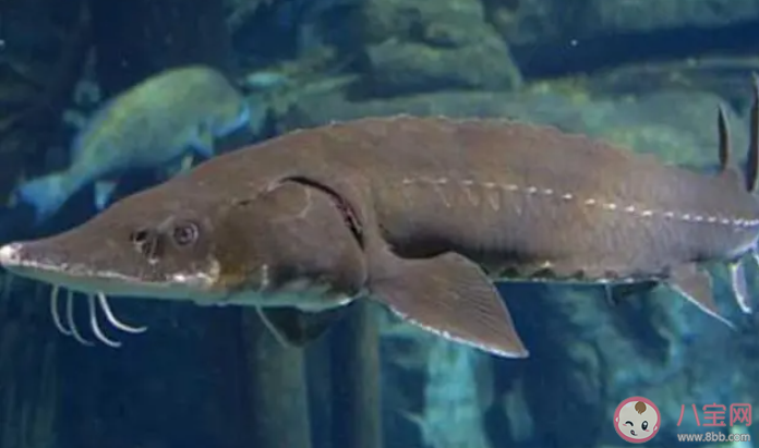 什么魚出生在淡水生長在海水 神奇海洋7月19日答案 什么魚出生在淡水生長在海水 神奇海洋7月19日答案