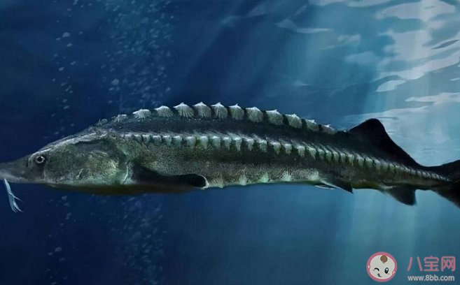 什么魚出生在淡水中生長在海水中 神奇海洋7月19日答案 什么魚出生在淡水中生長在海水中 神奇海洋7月19日答案