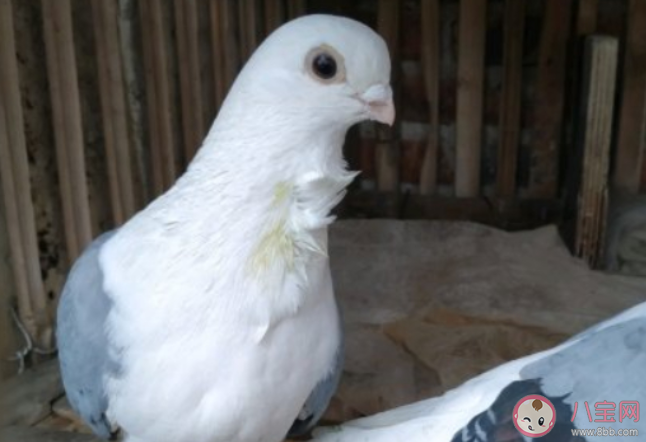 為什么鴿子走起路來總在點頭 螞蟻莊園7月20日答案 為什么鴿子走起路來總在點頭 螞蟻莊園7月20日答案