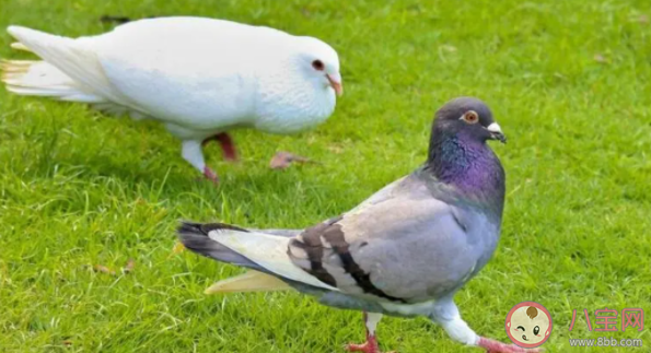 為什么鴿子走起路來總在點頭 螞蟻莊園7月20日答案 為什么鴿子走起路來總在點頭 螞蟻莊園7月20日答案