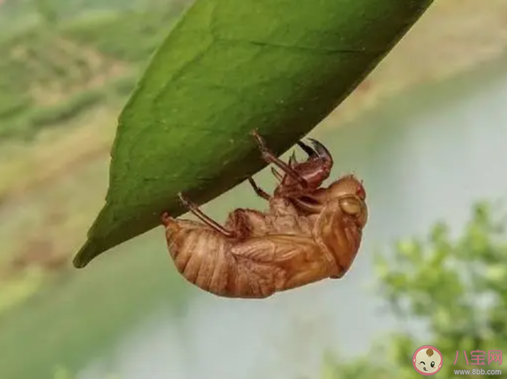 知了殼有什么價值 知了殼能吃嗎 知了殼有什么價值 知了殼能吃嗎