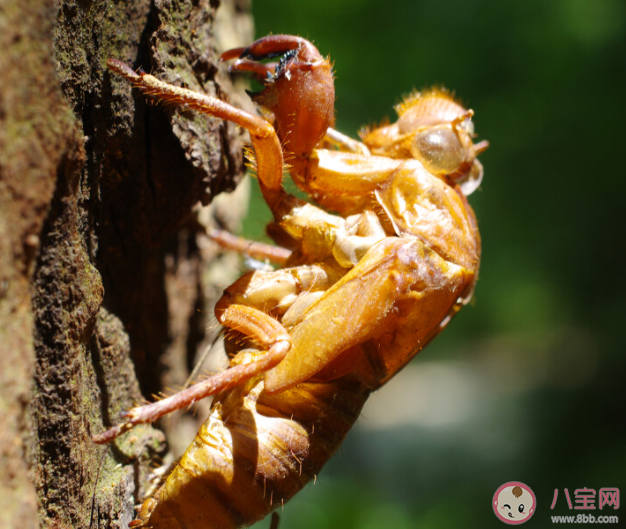 知了殼有什么價值 知了殼能吃嗎 知了殼有什么價值 知了殼能吃嗎