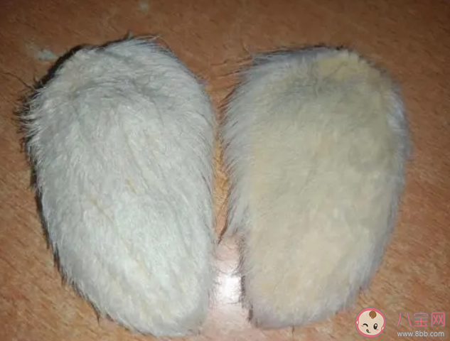 年輕人給芒果核梳毛被指不務(wù)正業(yè) 年輕人為什么喜歡給芒果核梳毛 年輕人給芒果核梳毛被指不務(wù)正業(yè) 年輕人為什么喜歡給芒果核梳毛