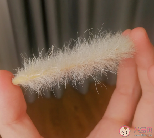 年輕人給芒果核梳毛被指不務(wù)正業(yè) 年輕人為什么喜歡給芒果核梳毛 年輕人給芒果核梳毛被指不務(wù)正業(yè) 年輕人為什么喜歡給芒果核梳毛