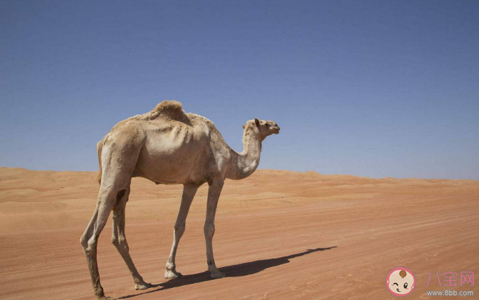 為什么說(shuō)渴死的駱駝不能碰 關(guān)于駱駝的冷知識(shí)介紹 為什么說(shuō)渴死的駱駝不能碰 關(guān)于駱駝的冷知識(shí)介紹