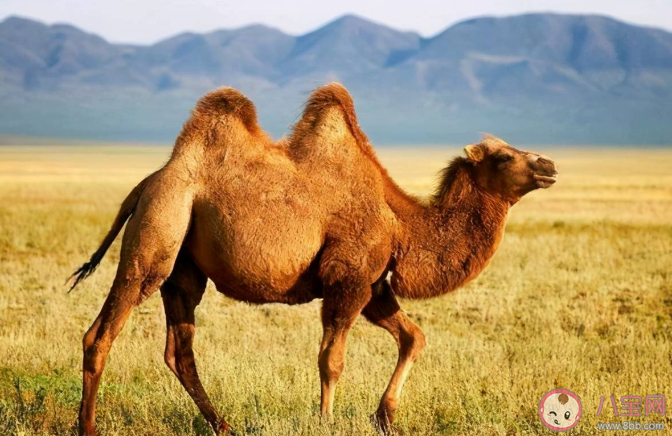 為什么說(shuō)渴死的駱駝不能碰 關(guān)于駱駝的冷知識(shí)介紹 為什么說(shuō)渴死的駱駝不能碰 關(guān)于駱駝的冷知識(shí)介紹