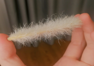 年輕人給芒果核梳毛被指不務正業 年輕人為什么喜歡給芒果核梳毛