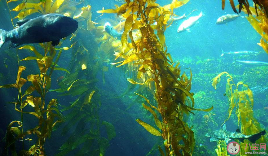 海洋植物中哪種具有產氧的功能 神奇海洋7月24日答案介紹