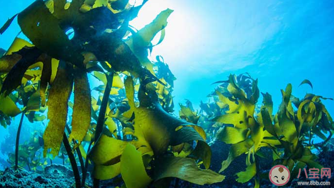 海洋植物中哪種具有產氧的功能 神奇海洋7月24日答案介紹