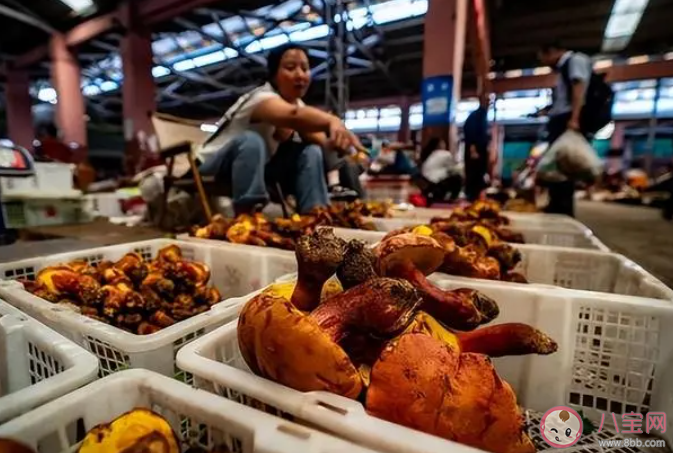 這次輪到云南菜出圈了嗎 見手青為什么這么受歡迎 這次輪到云南菜出圈了嗎 見手青為什么這么受歡迎