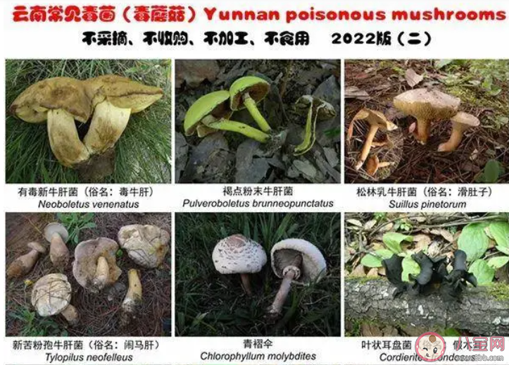 這次輪到云南菜出圈了嗎 見手青為什么這么受歡迎 這次輪到云南菜出圈了嗎 見手青為什么這么受歡迎