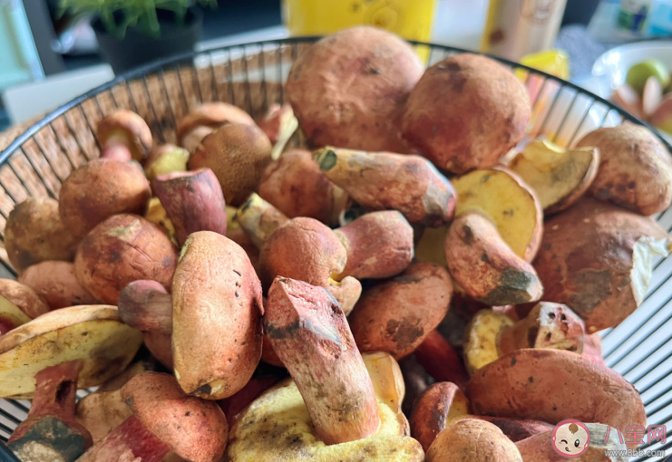 這次輪到云南菜出圈了嗎 見手青為什么這么受歡迎 這次輪到云南菜出圈了嗎 見手青為什么這么受歡迎