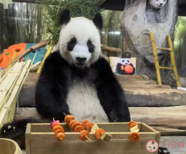 熊貓的干飯量有多驚人 大熊貓每天要吃多少竹子