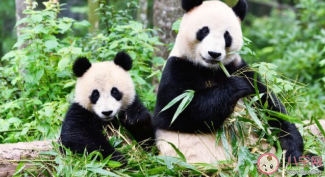 熊貓的干飯量有多驚人 大熊貓每天要吃多少竹子