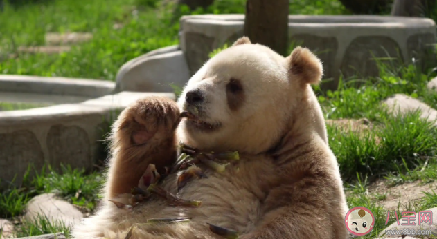 大熊貓只吃竹子嗎 大熊貓打不打疫苗 大熊貓只吃竹子嗎 大熊貓打不打疫苗