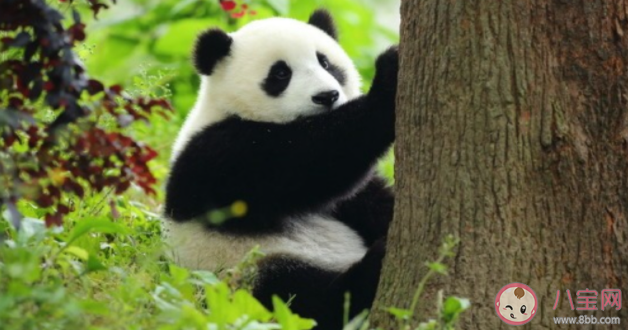 大熊貓只吃竹子嗎 大熊貓打不打疫苗 大熊貓只吃竹子嗎 大熊貓打不打疫苗