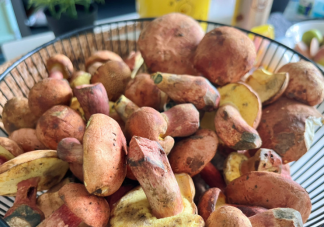 這次輪到云南菜出圈了嗎 見手青為什么這么受歡迎