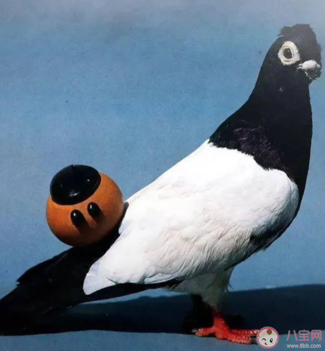 能發出悠揚響聲的鴿哨佩戴在鴿子的哪個部位 螞蟻莊園7月26日答案 能發出悠揚響聲的鴿哨佩戴在鴿子的哪個部位 螞蟻莊園7月26日答案