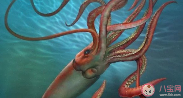 以下哪種海洋生物是世界上最大的無脊椎動物 神奇海洋7月25日答案 以下哪種海洋生物是世界上最大的無脊椎動物 神奇海洋7月25日答案