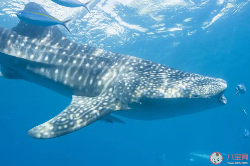 哪種海洋動物會用寬大的嘴巴進行濾食 神奇海洋7月26日答案 哪種海洋動物會用寬大的嘴巴進行濾食 神奇海洋7月26日答案