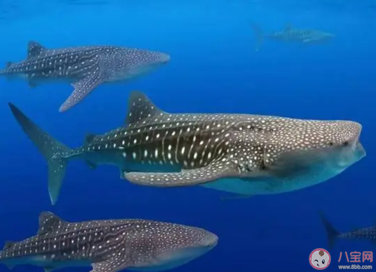 哪種海洋動物會用寬大的嘴巴進行濾食 神奇海洋7月26日答案 哪種海洋動物會用寬大的嘴巴進行濾食 神奇海洋7月26日答案