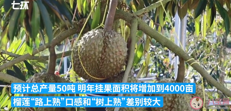 國產(chǎn)榴蓮上市預(yù)計產(chǎn)量多少 國產(chǎn)榴蓮口感怎么樣 國產(chǎn)榴蓮上市預(yù)計產(chǎn)量多少 國產(chǎn)榴蓮口感怎么樣