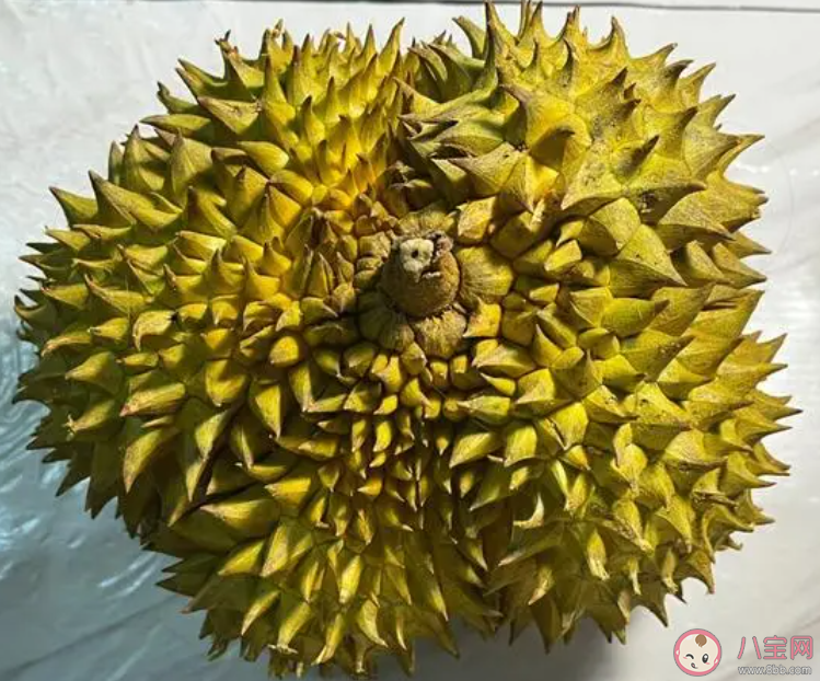 國產榴蓮迎來首次上市 為什么榴蓮那么臭
