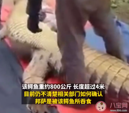 老人失蹤4天在鱷魚胃中發現遺骸 鱷魚會吃人嗎 老人失蹤4天在鱷魚胃中發現遺骸 鱷魚會吃人嗎