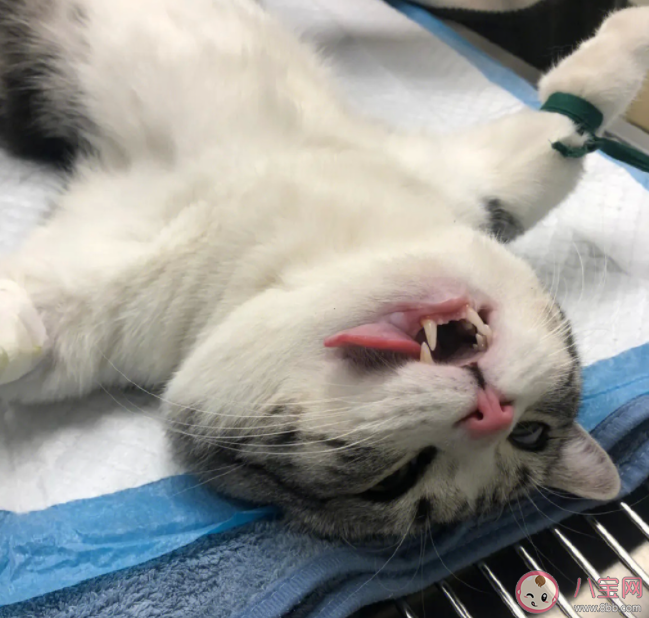 貓狗絕育壞人表演一次幾十元 帶貓咪狗狗絕育會(huì)被記仇嗎 貓狗絕育壞人表演一次幾十元 帶貓咪狗狗絕育會(huì)被記仇嗎